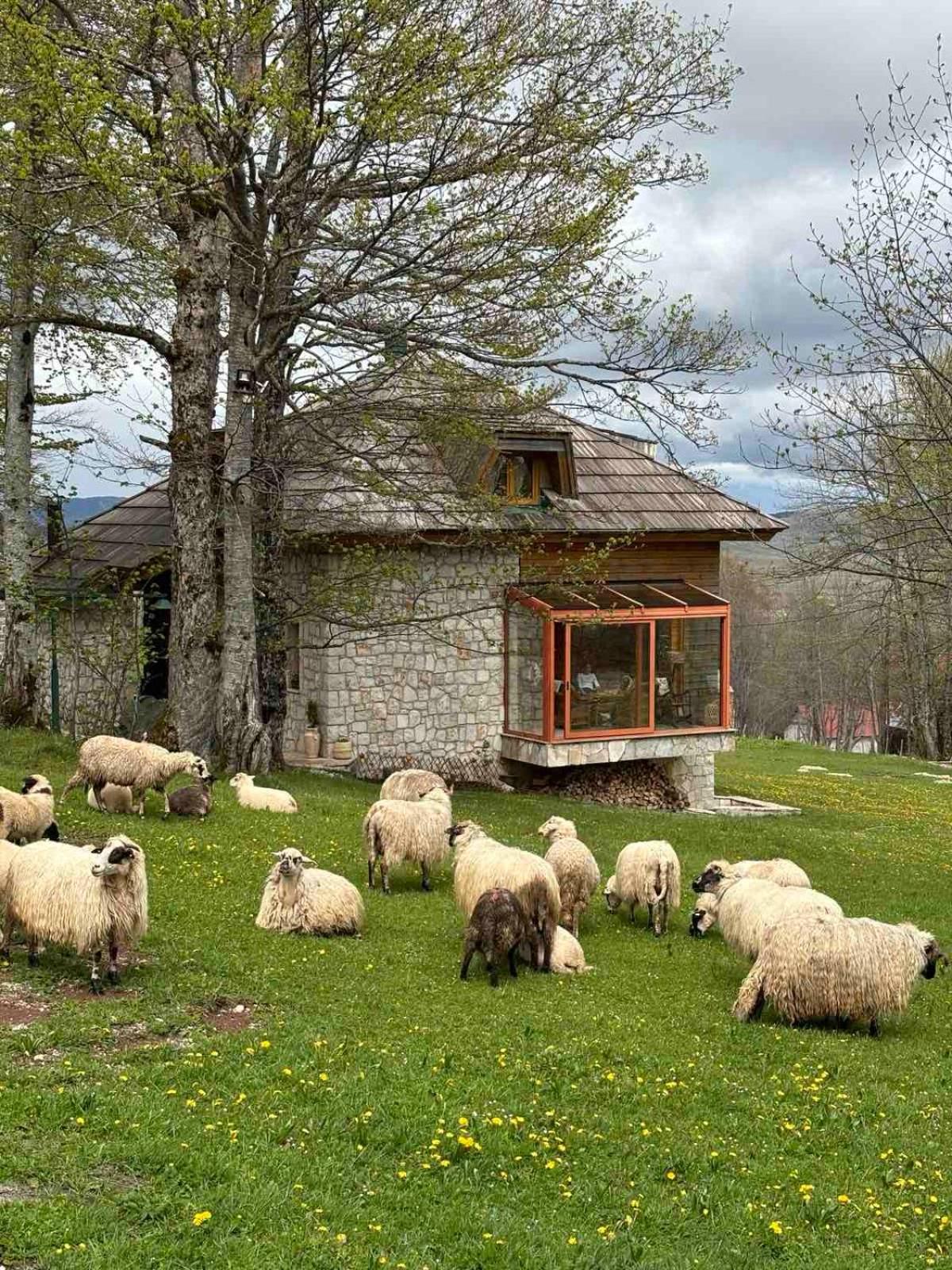 Green Forest Žabljak Dış mekan fotoğraf