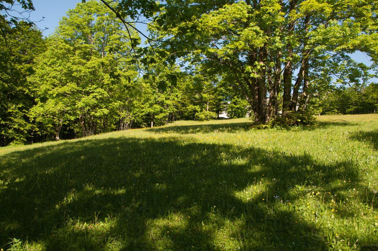 Green Forest Žabljak Dış mekan fotoğraf