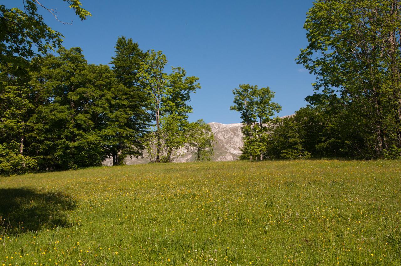Green Forest Žabljak Dış mekan fotoğraf