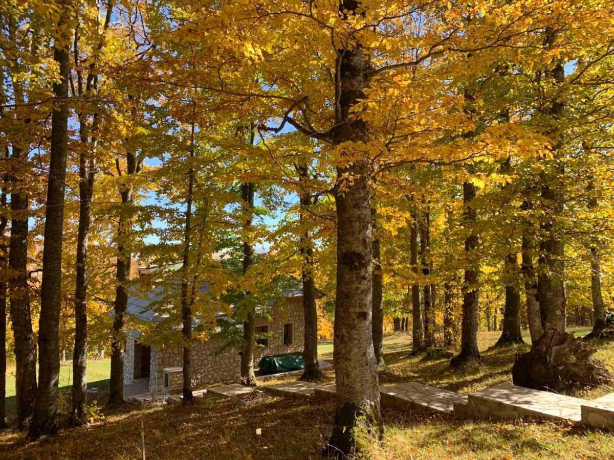 Green Forest Žabljak Dış mekan fotoğraf